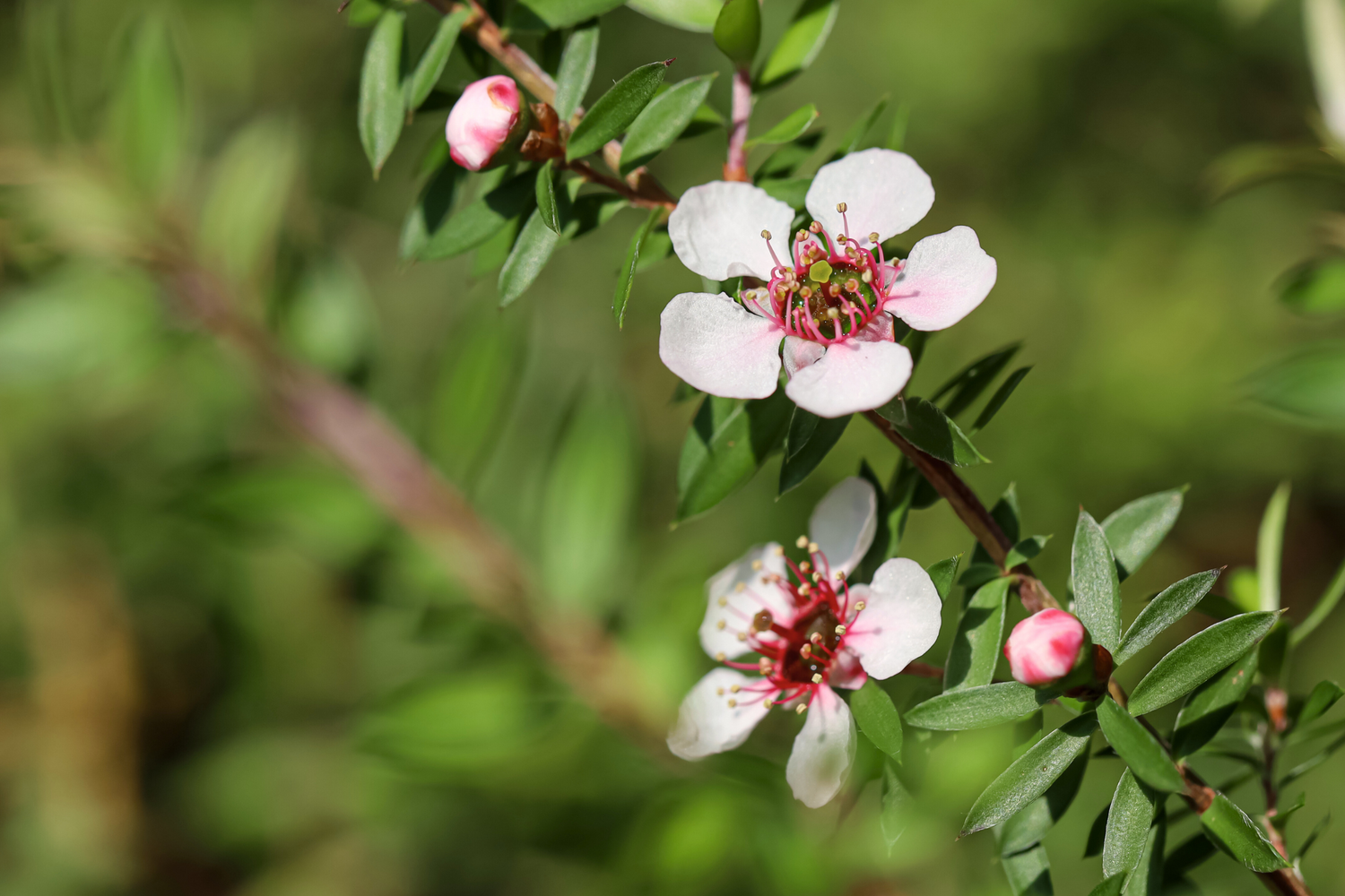 Manuka flower